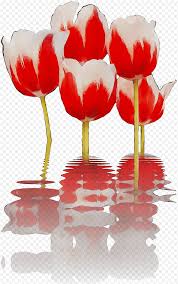 زهور توليب ورود حديقة زهور مقطوعة بتلة قلب M095