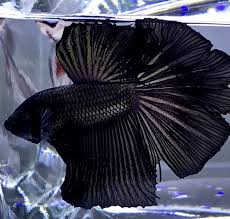 betta fish betta fish ideas bettafish fishbetta live betta fish male import juvenile black gold dragon halfmoon 413 40 betta fish betta betta aquarium