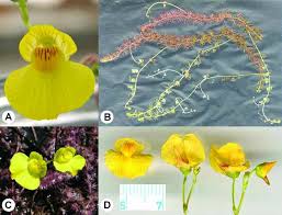 Image result for Utricularia