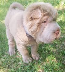 Feb 05, 2021 · when puppies shed their first coat, they can appear scruffy and may even change color. The Fluffy Coat Shar Pei Is A Thing And It S The Most Adorable Bear Pup Ever Viralnova