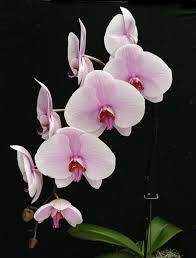 We did not find results for: Phalaenopsis Orchid Care