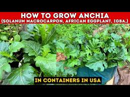 Image result for Solanum macrocarpon