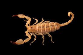 Image result for Lepturus