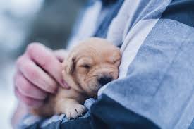 Nous avons en effet passé plusieurs heures à trouver les plus beaux prénoms de chiens, chiots, mâles et femelles. Quel Nom En R Donner A Mon Chien En 2020 Notre Selection