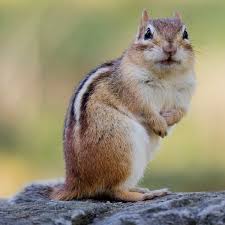 Check spelling or type a new query. 11 Worst Garden Pests And How To Get Rid Of Them The Family Handyman
