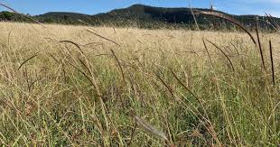 Image result for Dichanthium