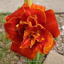 Image result for Hemerocallis `Moses Fire`
