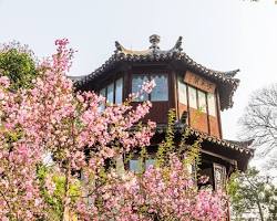 拙政園春天的圖片