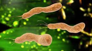 Helicobacter Pylori Therapien Nur Unbefriedigend Wissen Was Wirkt