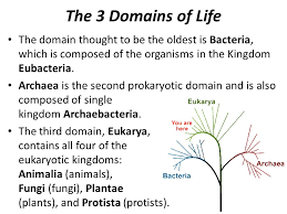 Kingdoms And Domains Ppt Video Online Download