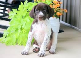 We have males and females pugs puppies, with first shot and dewormed and with vaccination record. Baby German Shorthaired Pointer Puppy For Sale Keystone Puppies