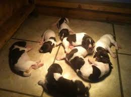 Maybe you would like to learn more about one of these? German Shorthair Pointer Puppies For Sale In Clinton North Carolina Classified Americanlisted Com
