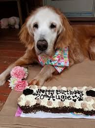 Maybe you would like to learn more about one of these? 20 Year Old Dog Becomes Oldest Golden Retriever In History People Com