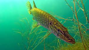 Swedish andra populära rätter tillagas med gädda och öring från floderna. Sa Mar Svensk Fisk Forskning Se