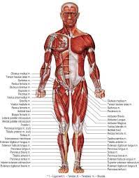 Leg and hip muscles»lower body muscles diagram. Muscles Of Human Body Lower Extremity Anterior View 27 Download Scientific Diagram