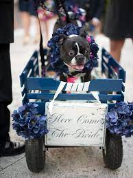 Ya Doggy Wagon Wedding Pets Dog Wedding Flower Girl Dog