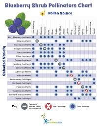 Blueberry Types Comparison Chart Related Keywords