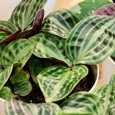 Image result for Geigeria schinzii