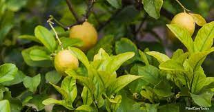 Meyer lemon trees can reach 8 to 10 feet tall in your garden and have a naturally shrubby shape. Why Your Meyer Lemon Tree Leaves Are Turning Yellow
