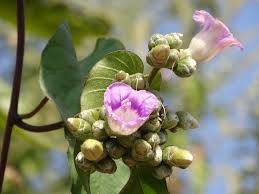 Image result for Indigofera setulosa