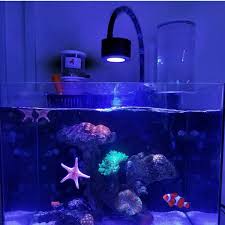 Fox corals do best in indirect lighting and even dim, turbid conditions. China Aquarium Coral Reef Led Lighting China Aquarium Coral Reef Led Lighting Manufacturers And Suppliers On Alibaba Com