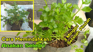 Pilih jenis bawang yang ingin anda tanam. Cara Memindahkan Anakan Tanaman Seledri Youtube