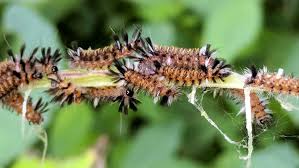 Milkweed Tussock Moth Caterpillars By The Handful The Smell Of Molten Projects In The Morning
