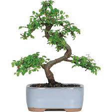 We did not find results for: Brussel S Chinese Elm Bonsai Small Outdoor Walmart Com Walmart Com