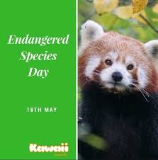 African Wild Dog Amur Leopard Asian Elephant Bengal Tiger Black Rhino Blue Whale Bluefin Tuna Bonobo Bornean Orangut Bornean Orangutan Asian Elephant Wild Dogs