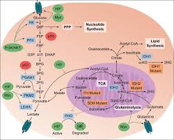 The cancer and cancer relationship. Tumor Metabolome Wikipedia