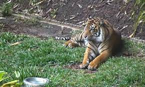 Pin By Nichole Hobbs On Nathan S Favorite Animals San Diego Zoo Safari Park Safari Park San Diego Zoo