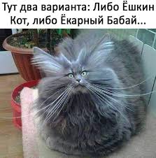 yumor yumor na foto smeshnye fotki i raznye prikoly now at https ift tt 2upf855 smeshnye fotografii zhivotnyh tovary dlya zhivotnyh smeshnye fotografii koshek