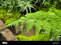 Image result for Thelypteridaceae