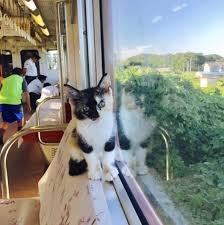 World S First Cat Train Promises Commute Full Of Cuddles Raises Awareness For Cats Cat Training Cat Cafe Cat Adoption
