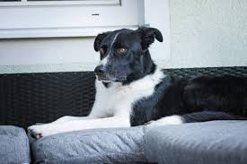 Dein hund leckt den boden ab und du fragst dich natürlich, warum er das so häufig macht. Warum Schlecken Wir Menschen Ab Lausbuampoften