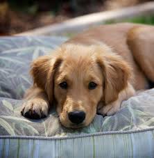 Maybe you would like to learn more about one of these? Pictures Of Golden Retrievers Golden Retriever Photo Gallery