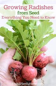 How to grow radishes in a garden. Growing Radishes From Seed Everything You Need To Know