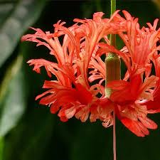 Image result for Hibiscus schinzii