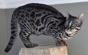 Breeder of exotic bengal kittens with rosettes contrast and sweet playfyl nature. Pin By Nami Reichstein On Bengel Cats Black Bengal Cat Grey Bengal Cat Bengal Cat