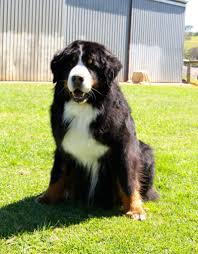 Caring for your bernese mountain dog. Vevey Bernese Mountain Dogs Links