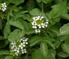 Image result for Nasturtium officinale