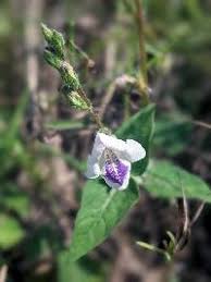 Image result for Blepharis stuhlmannii