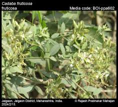 Image result for Cadaba