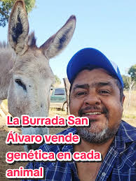 Visita a la Burrada San Álvaro: Burras Mixtecas Felices