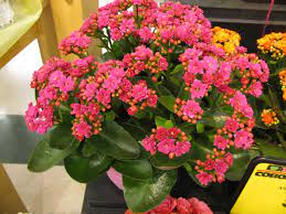 Red flowering succulent plant identification. Succulent Identification The Top 10 Most Requested Succulent Ids On Line Guide To The Positive Identification Of Succulent Plant Families