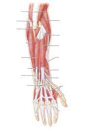Head and neck muscle anatomy. Pin On Printable Worksheet Templates