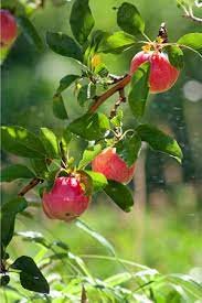 Apples are grown in every one of the continental states of the united states, with washington, california, michigan, new york, virginia and pennsylvania among the top producers. Nmsu Why Fruit Trees Fail To Bear
