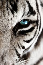 Tigre Blanc Yeux Bleu Fotos De Animales Salvajes Ojos De Animales Animales Albinos