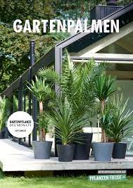 Geben sie jetzt die erste bewertung ab! Gartenpflanzen Des Monats September 2018 Gartenpalmen Blumenburo