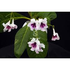 Image result for Streptocarpus eylesii